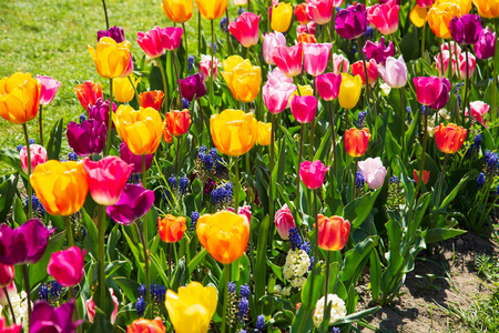 花园里五彩缤纷的春花背景图片图片