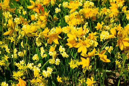 花园里的黄色春花背景图片图片