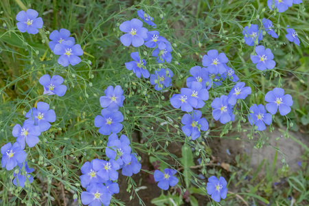 蓝色亚麻花在花坛,夏天,特写照片
