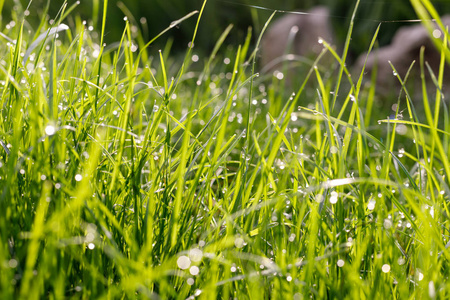 嫩绿的小草,在晨曦中滴下露珠.照片