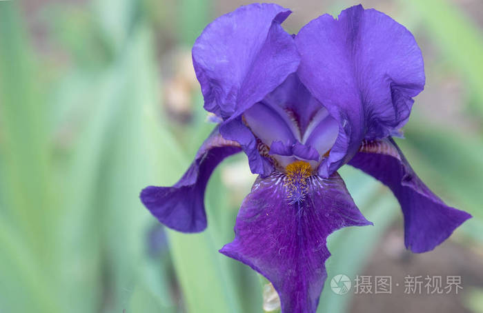 深蓝色矮鸢尾花开花