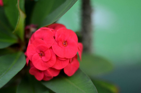 特写的荆棘王冠荆棘花冠照片
