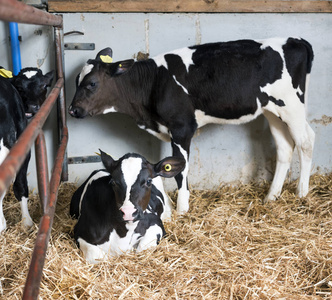 荷兰荷兰谷仓的稻草中的黑白小牛犊照片