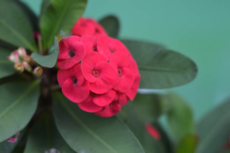 特写的荆棘王冠荆棘花冠照片