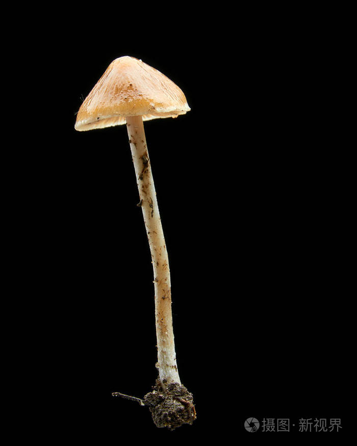 黑色背景的有毒不可食蘑菇