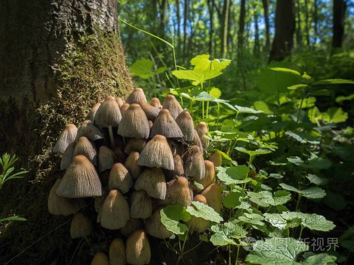 Shiny cap Coprinellus micaceus 