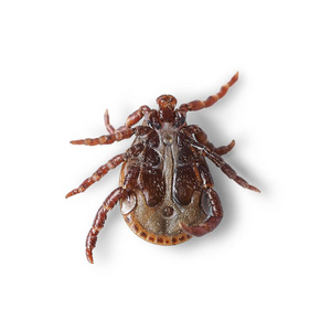 一只雄性螨虫的底图,白色有阴影.宏观照片照片