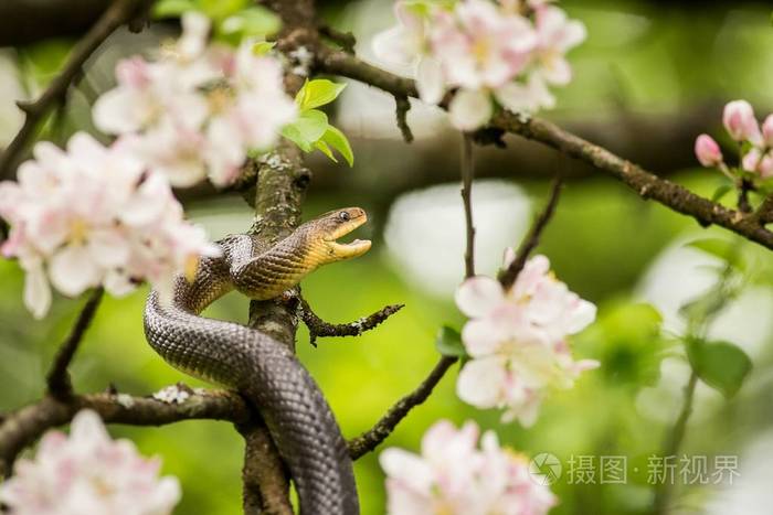 花树上的七叶树蛇
