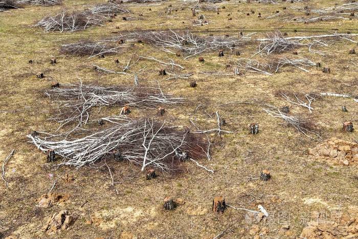 森林砍伐 木材 破坏 登录中 生态学 林地 行业 夏天 领域