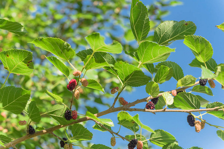 桑树的果实图片-桑树的果实素材-桑树的果实插画-摄图新视界