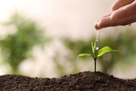 浇水幼苗图片