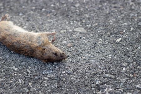 传染源街上的脏死老鼠是瘟疫的传染源照片