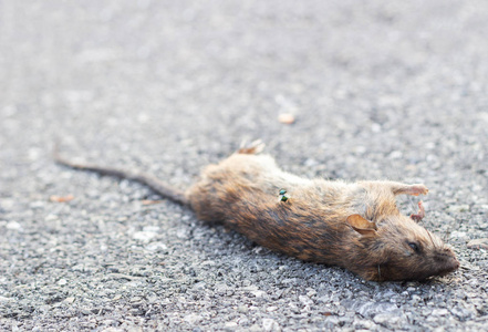 传染源街上的脏死老鼠是瘟疫的传染源照片