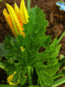 菜园蔬菜开花南瓜黄花绿叶图片