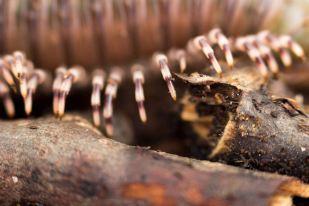 肯尼亚千足虫(telodeinopus aoutii)以水果为食,纲:复足类在木棍和