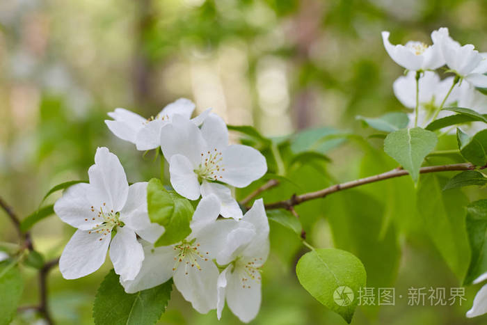开花的苹果树的树枝