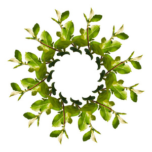 白色背景上绿色树叶的圆形拼贴画.绿叶图案.生态主题照片
