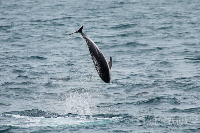 从水里蹦出来的黑海豚
