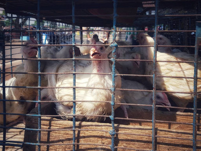 肉店出售的笼子里的白色肉鸡图片