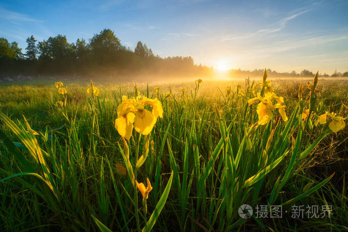 夏日清晨蓝天黄花