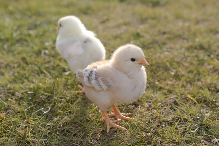 草地上的两只刚出生的小鸡图片