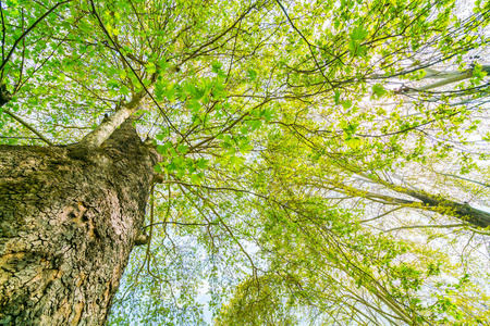 枝繁叶茂树木图片