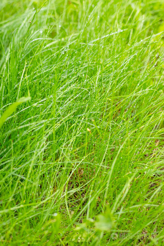 新鲜青草露水天然的绿色草本背景春天夏季自然绿色水滴抽象图案草生态