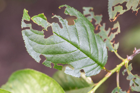 被寄生虫吃掉的树叶照片