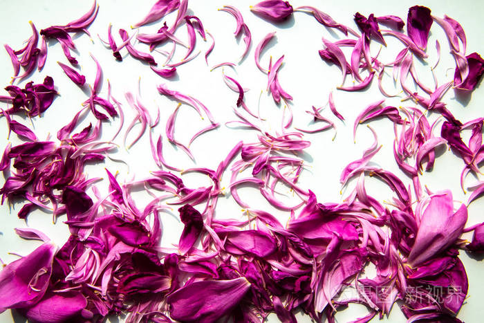 白色背景上有新鲜粉红色牡丹花瓣的花朵图案.