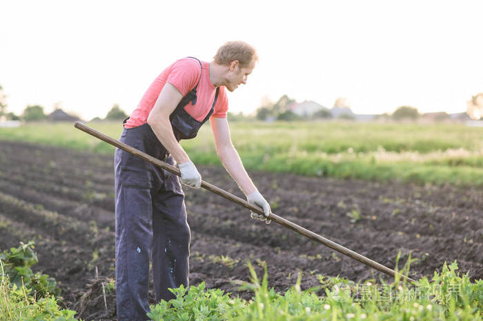 夕阳下男农夫拿着锄头在田里除草
