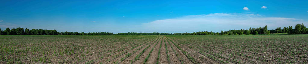 玉米苗全景图图片