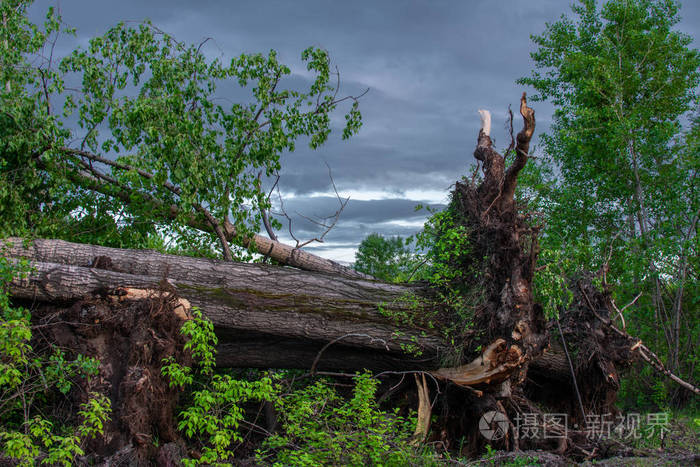 飓风过后倒下的树根很大的树