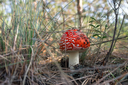 萨满的两个蘑菇图片