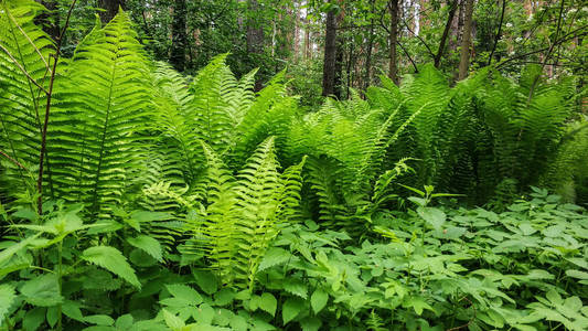 丰富的蕨类植物树丛中树丛中的绿色蕨类植物.俄罗斯的乌拉尔山脉照片