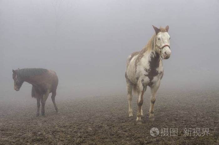 眼睛 鬃毛 动物 自然 肌肉 旅游业 领域 太阳 利古里亚