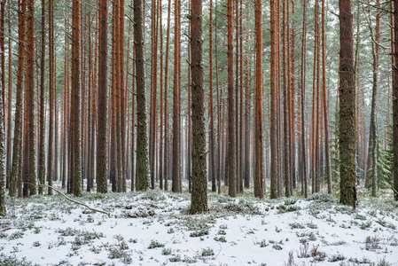 冬季阳光明媚的霜冻雪林树木图片