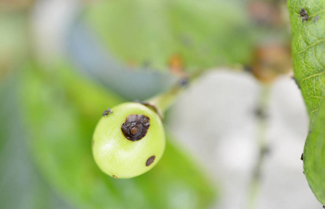 酸樱桃果实被恶意昆虫破坏图片