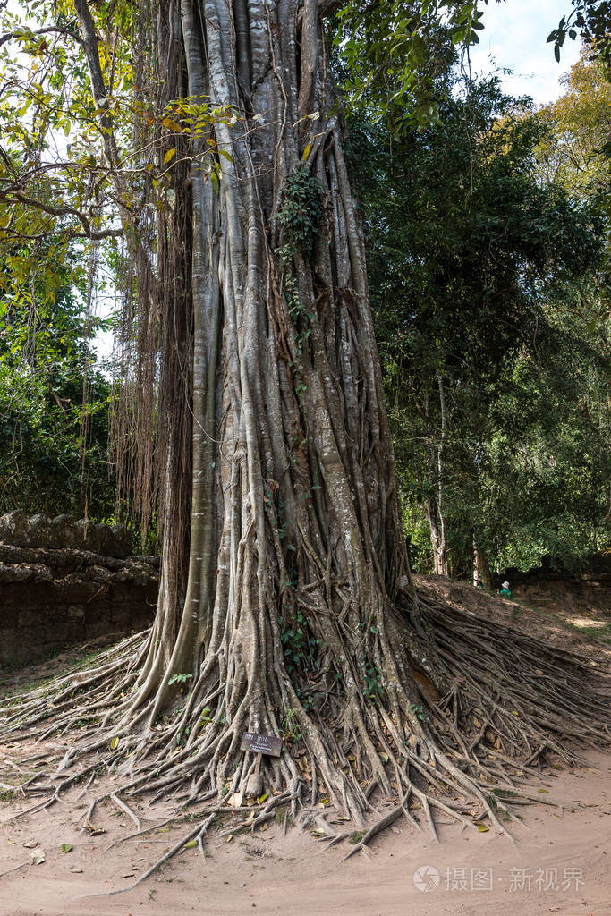 亚洲柬埔寨吴哥窟建筑群中的塔松寺
