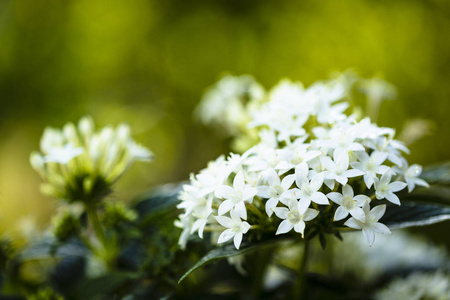 白色五角星花图片