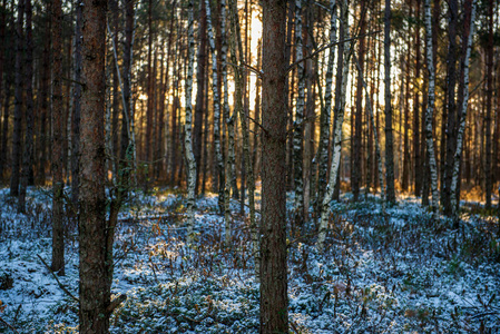 冬季阳光明媚的霜冻雪林树木图片