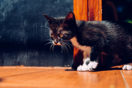 养小猫需要有责任照顾图片