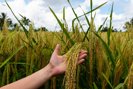 成熟的稻穗图片