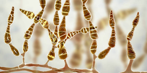 链格孢霉,过敏性真菌照片