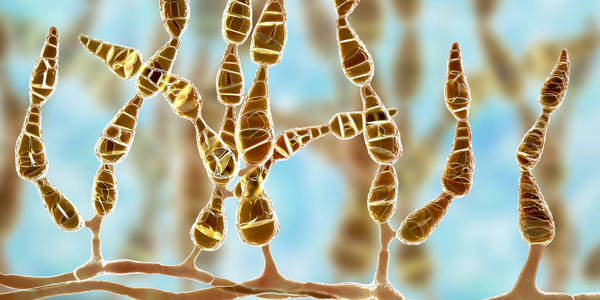 候补叶链格孢霉,过敏性真菌照片