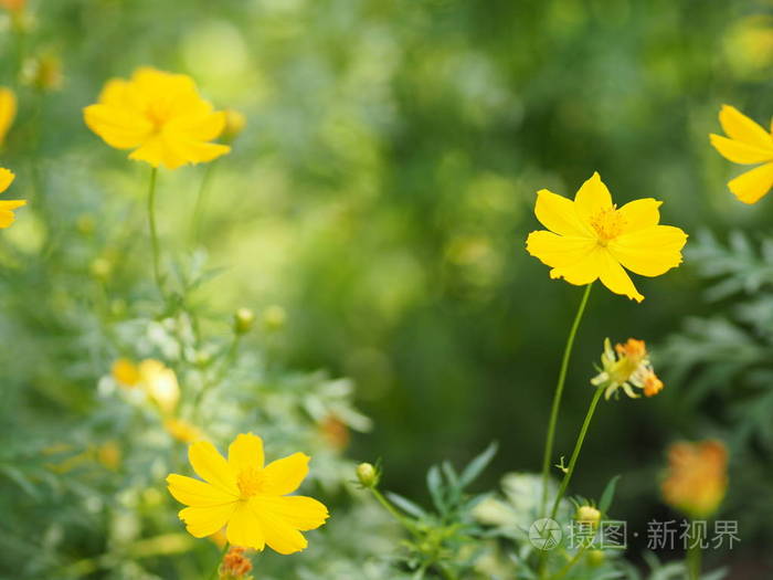 集中 花园 开花 美女 生长 浪漫 季节 树叶 草地 植物区系