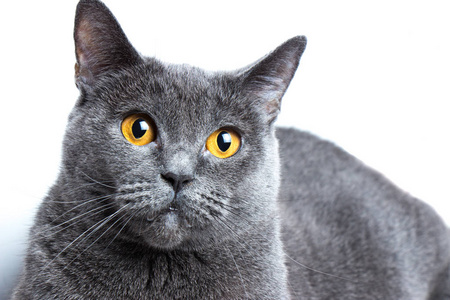 英短蓝猫图片