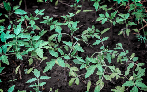 番茄幼苗在温室里的地面上.照片