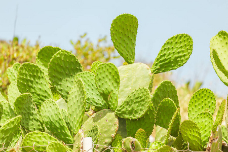 刺梨仙人掌植物特写图片