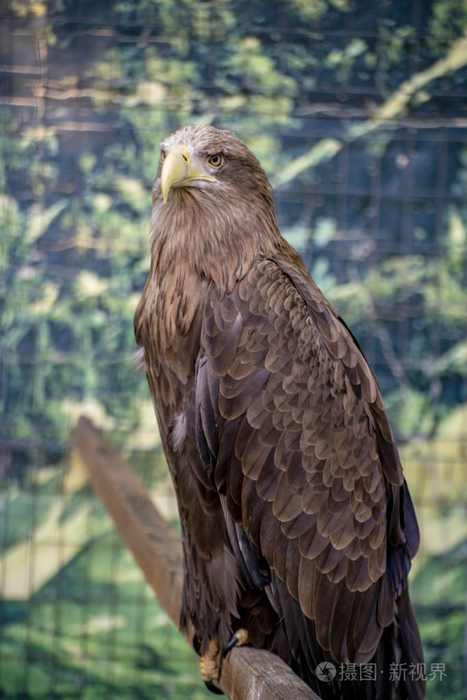 凶险的野鹰肖像坐在树枝上野人