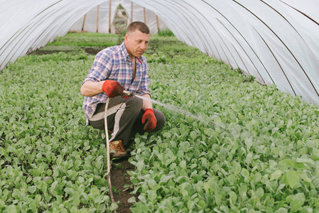 卷心菜幼苗一个面容严肃的成年男子坐在温室里给卷心菜幼苗浇水.